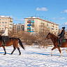 Конная прогулка  в Белгороде. Подарочные сертификаты Ultra Подарки. Купить оригинальный подарок или подарочный сертификат на Конная прогулка  в Белгороде. Сервис UltraPodarki.ru 8-800-505-9530. Катание на лошадях, Прогулка на лошади, Прогулка на лошадях для двоих, Конная прогулка , конный клуб, Конный клуб, конная прогулка, конная прогулка в Белгороде