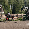 Конная прогулка  в Белгороде. Подарочные сертификаты Ultra Подарки. Купить оригинальный подарок или подарочный сертификат на Конная прогулка  в Белгороде. Сервис UltraPodarki.ru 8-800-505-9530. Катание на лошадях, Прогулка на лошади, Прогулка на лошадях для двоих, Конная прогулка , конный клуб, Конный клуб, конная прогулка, конная прогулка в Белгороде